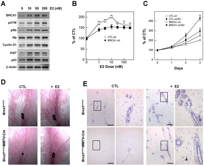 Int J Biol Sci Image