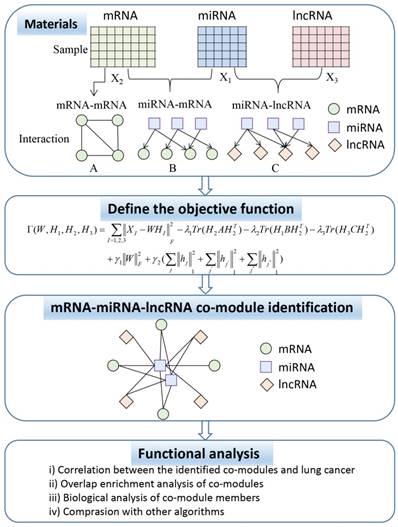 Int J Biol Sci Image