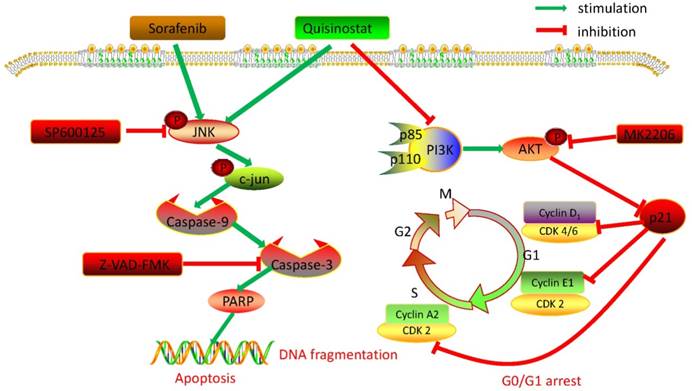 Int J Biol Sci Image