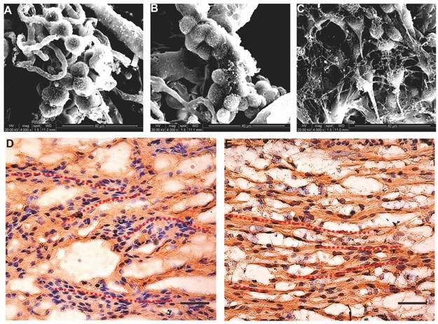 Int J Biol Sci Image