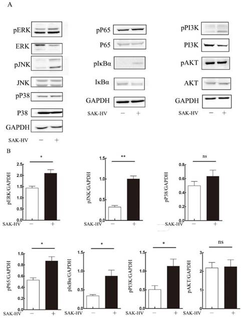 Int J Biol Sci Image