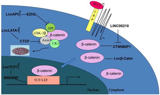 Int J Biol Sci Image