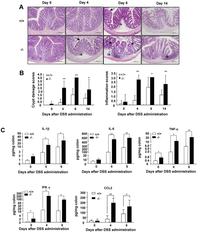 Int J Biol Sci Image