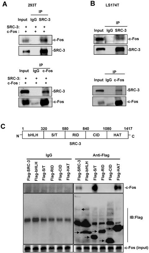 Int J Biol Sci Image