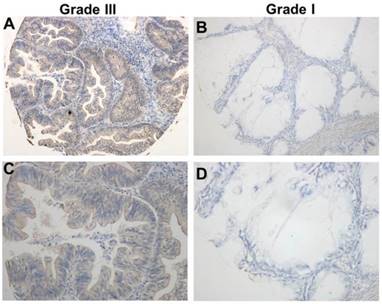 Int J Biol Sci Image