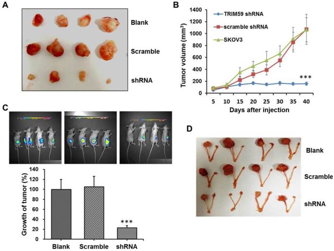 Int J Biol Sci Image