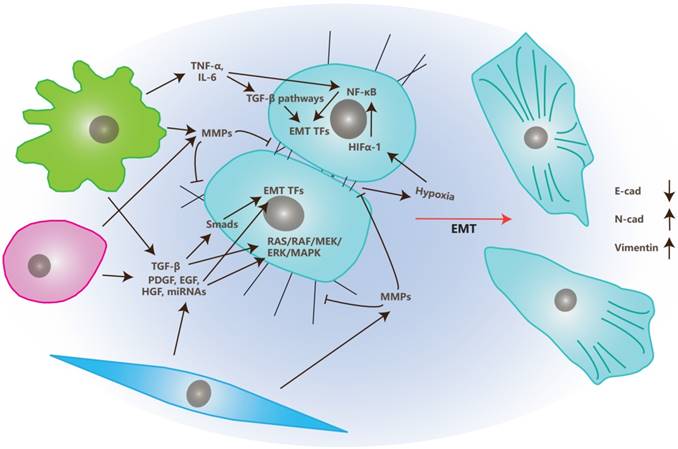 Int J Biol Sci Image