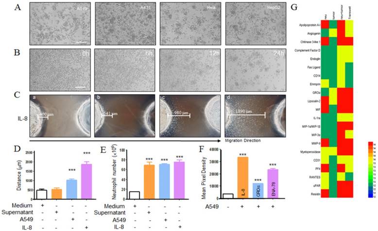 Int J Biol Sci Image