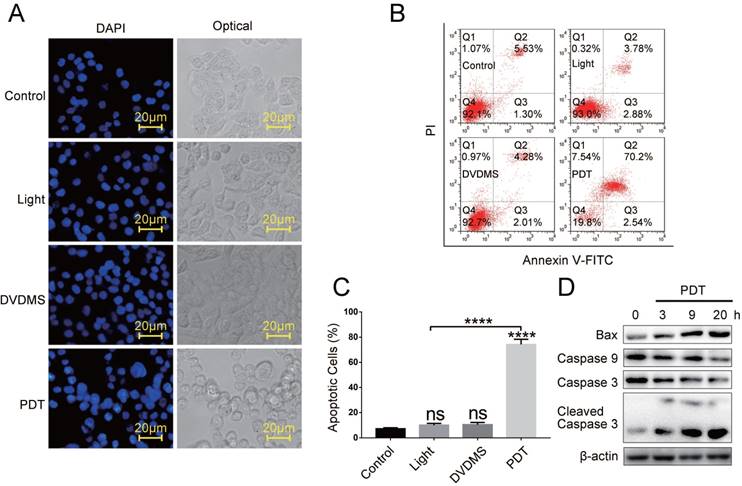 Int J Biol Sci Image