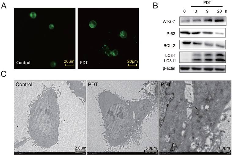 Int J Biol Sci Image