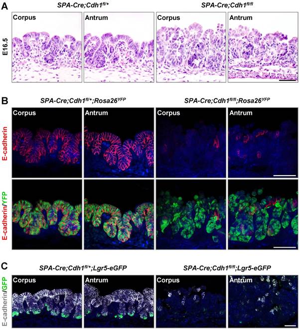 Int J Biol Sci Image