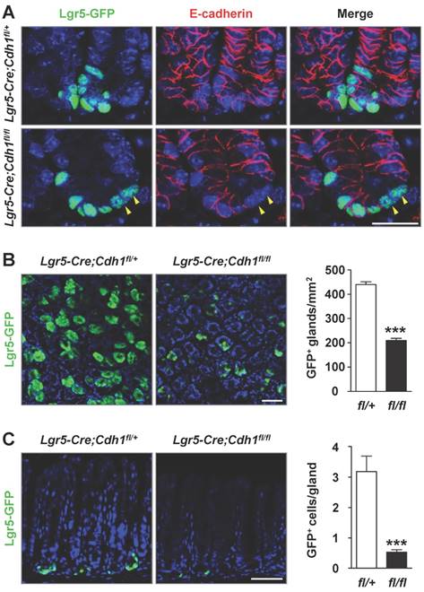 Int J Biol Sci Image