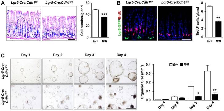 Int J Biol Sci Image