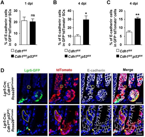 Int J Biol Sci Image