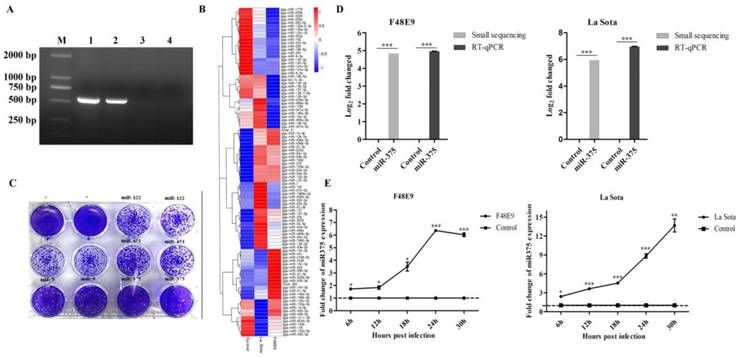 Int J Biol Sci Image