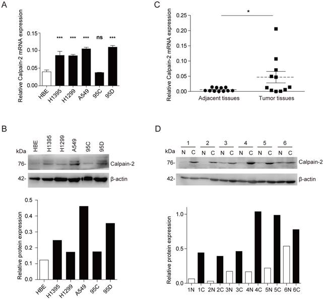 Int J Biol Sci Image