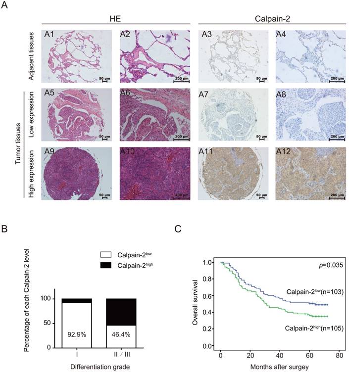 Int J Biol Sci Image