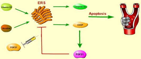 Int J Biol Sci Image