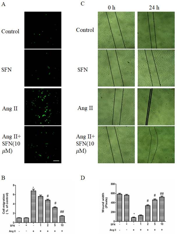 Int J Biol Sci Image