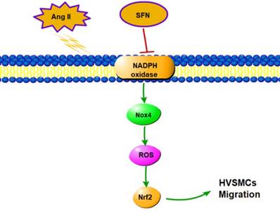 Int J Biol Sci Image