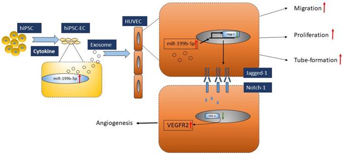 Int J Biol Sci Image