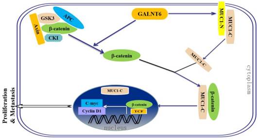 Int J Biol Sci Image