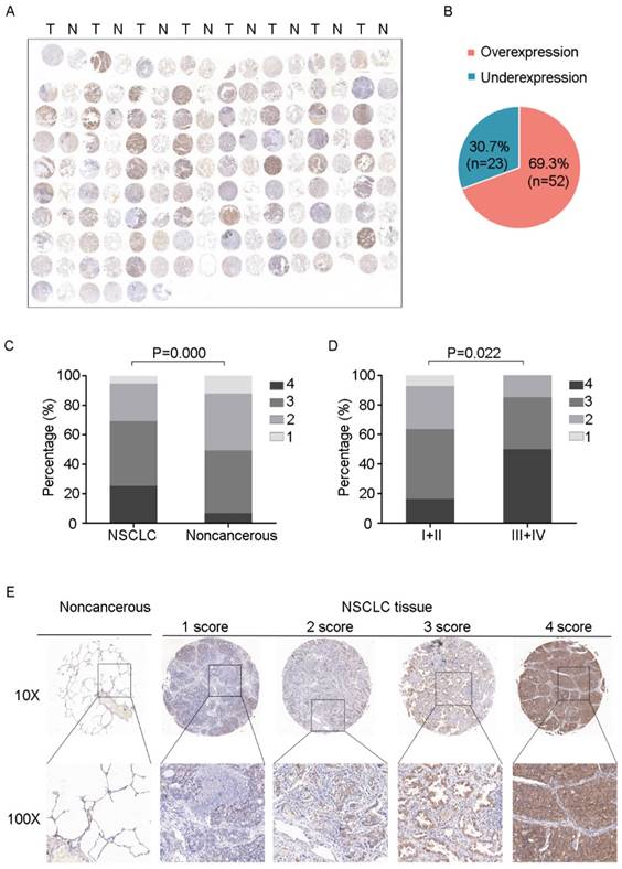 Int J Biol Sci Image