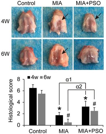 Int J Biol Sci Image