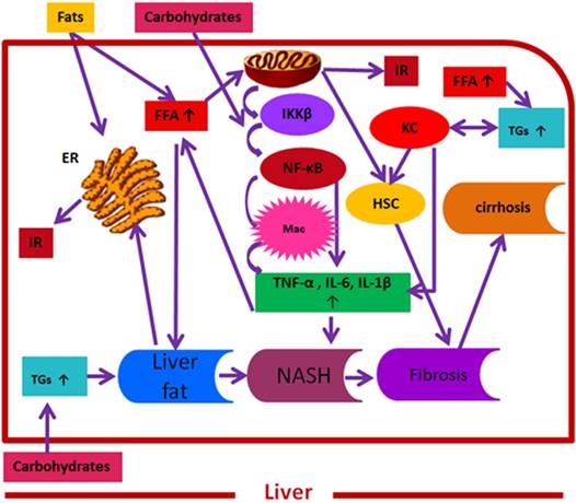 Int J Biol Sci Image