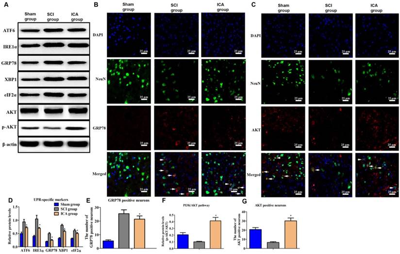 Int J Biol Sci Image