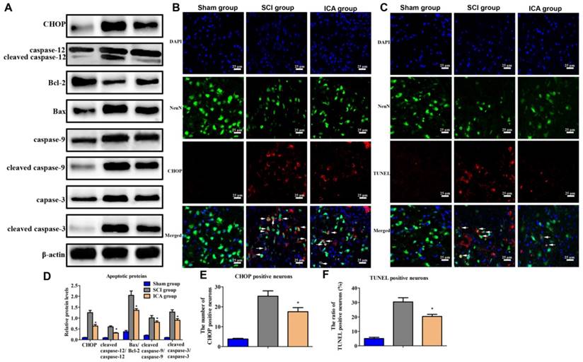 Int J Biol Sci Image