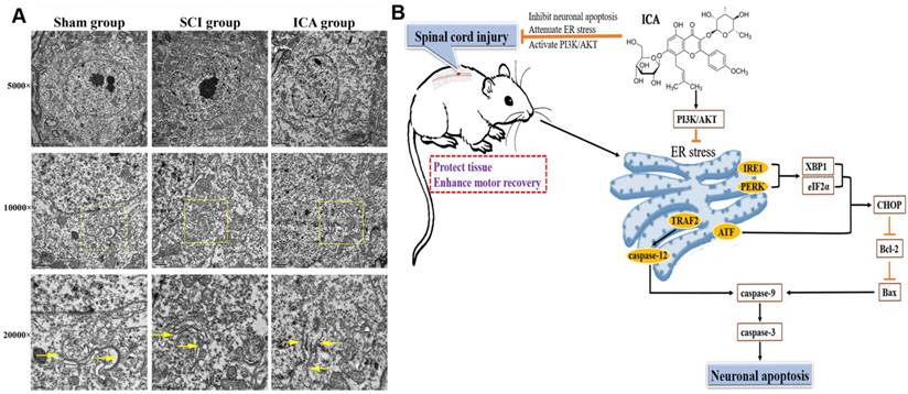 Int J Biol Sci Image