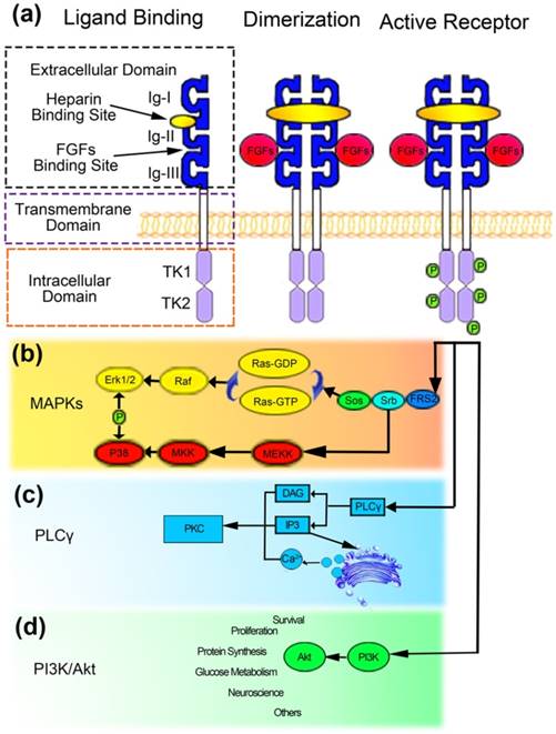 Int J Biol Sci Image