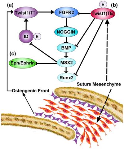 Int J Biol Sci Image