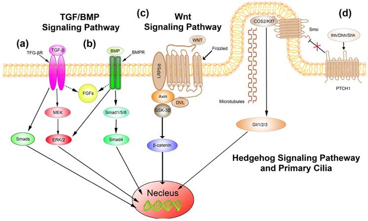 Int J Biol Sci Image