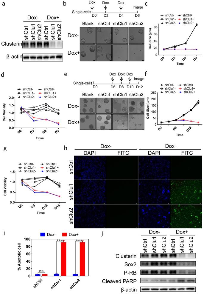 Int J Biol Sci Image