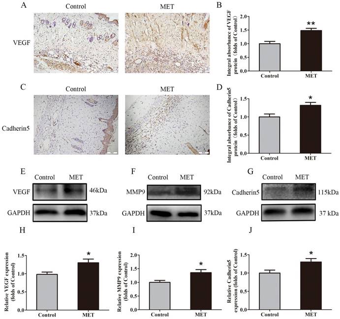 Int J Biol Sci Image