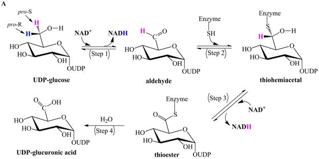 Int J Biol Sci Image