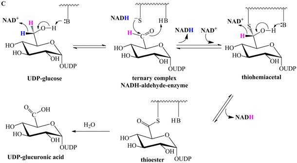 Int J Biol Sci Image