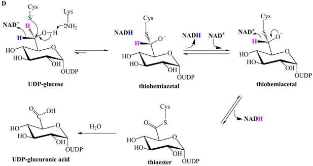 Int J Biol Sci Image