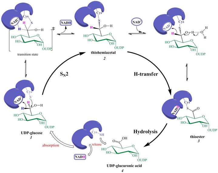 Int J Biol Sci Image