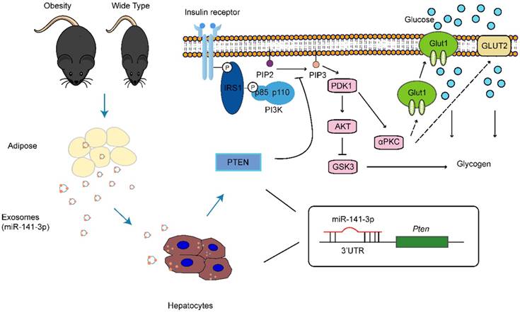 Int J Biol Sci Image