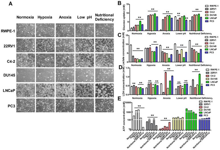 Int J Biol Sci Image