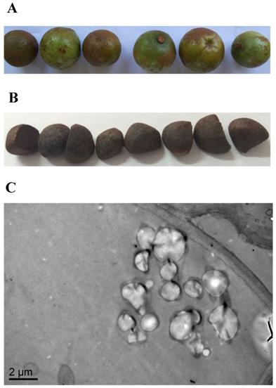 Int J Biol Sci Image