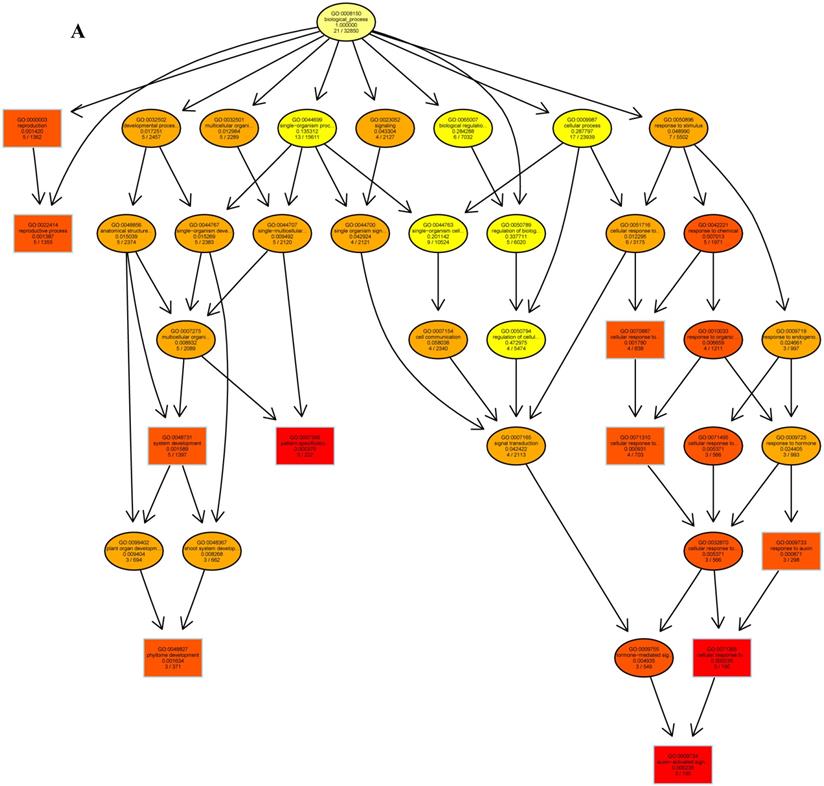 Int J Biol Sci Image