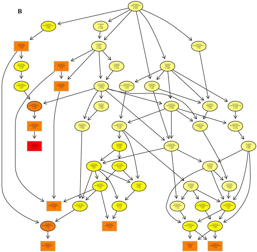 Int J Biol Sci Image