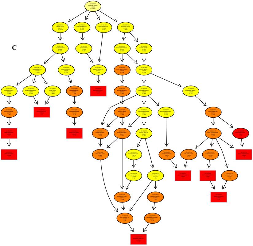 Int J Biol Sci Image