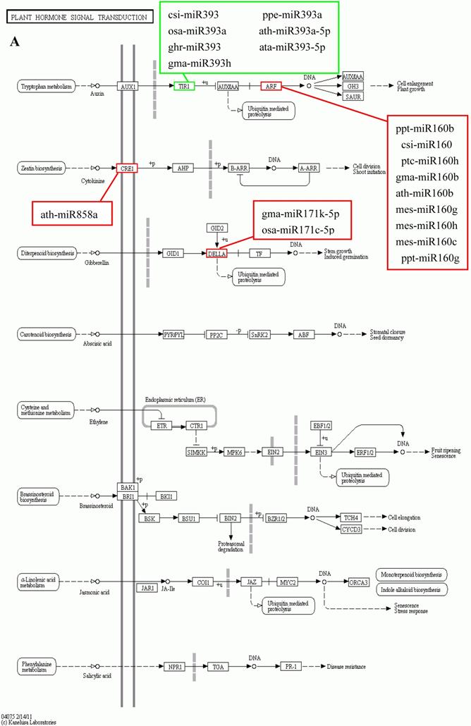 Int J Biol Sci Image