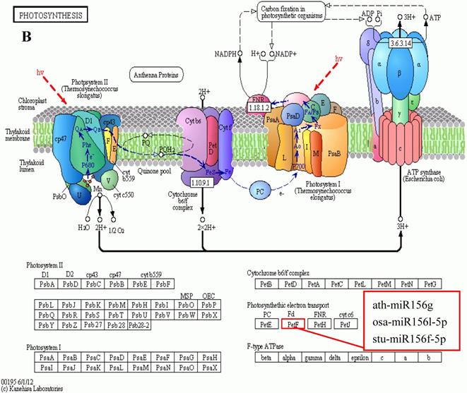 Int J Biol Sci Image