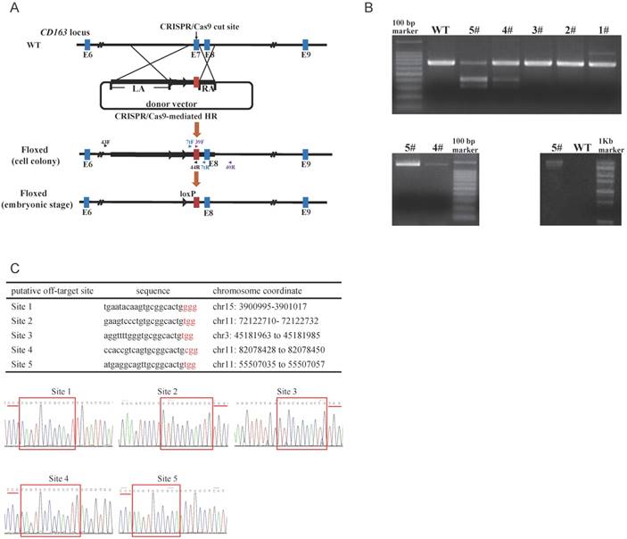 Int J Biol Sci Image